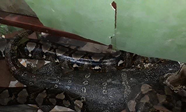 Quá trình con trăn &quot;nôn&quot; ra con kỳ đà.