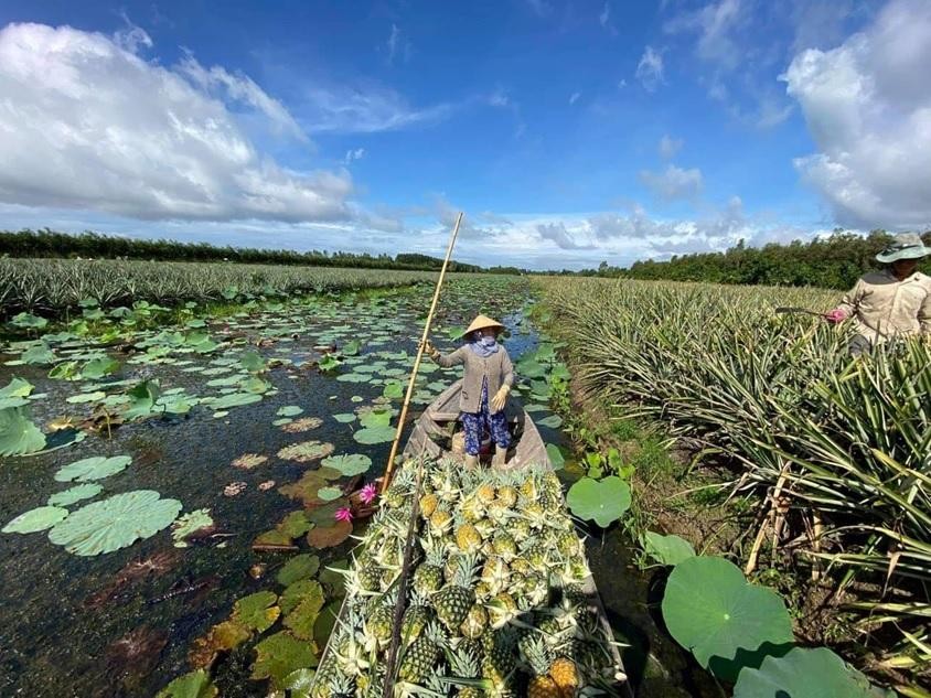 Những vụ dứa MD2 bội thu được thu hoạch. Những vụ dứa MD2 bội thu được thu hoạch.