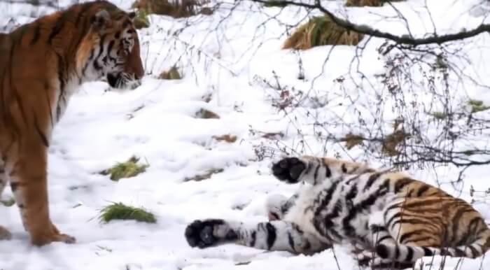 Dominika và Botzman trên đường cùng nhau trên tuyết. Dominika và Botzman trên đường cùng nhau trên tuyết.