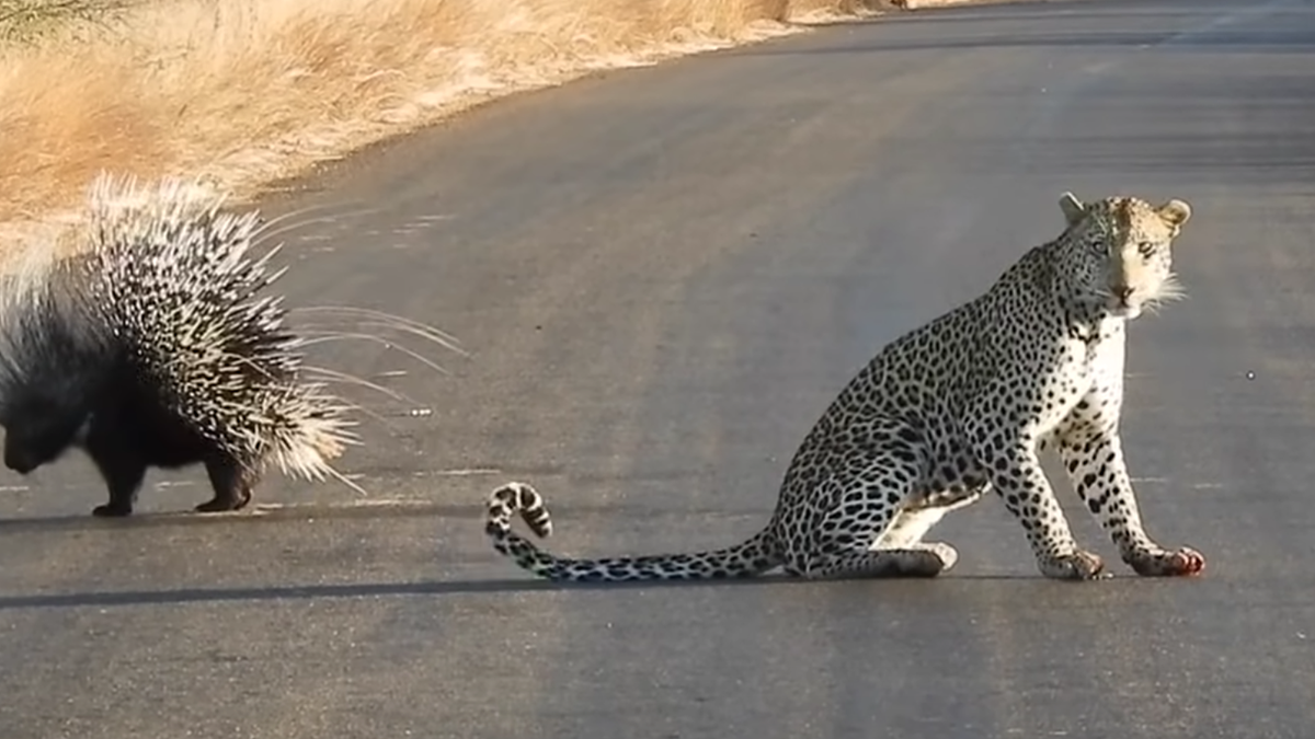 Nhím và báo hoa mai trước khi bước vào cuộc chiến. Nhím và báo hoa mai trước khi bước vào cuộc chiến.