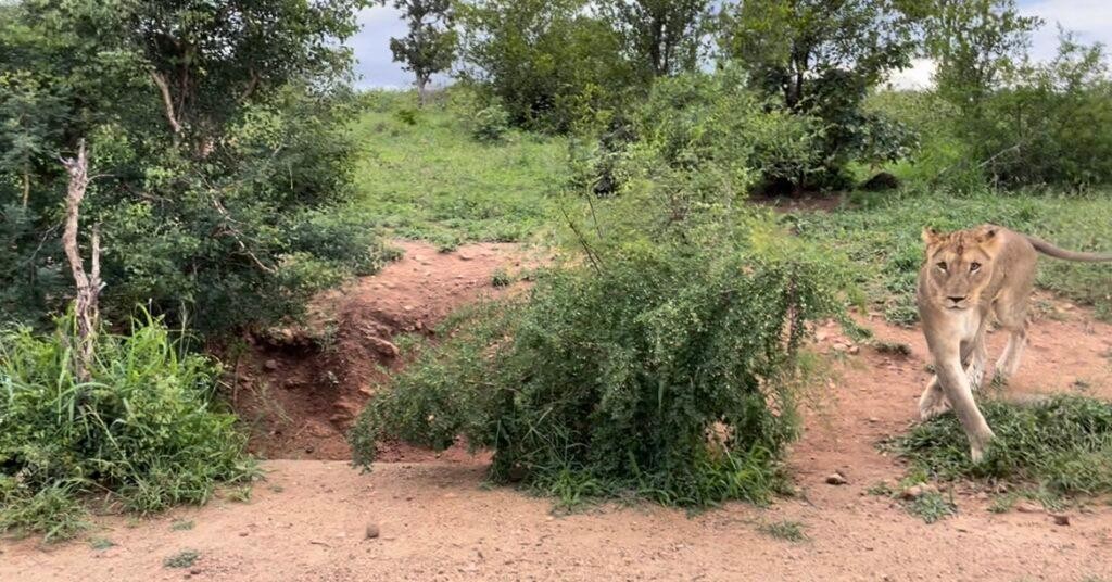 Sư tử chưng hửng nhìn bầy linh cẩu trốn vào hang. Sư tử chưng hửng nhìn bầy linh cẩu trốn vào hang.