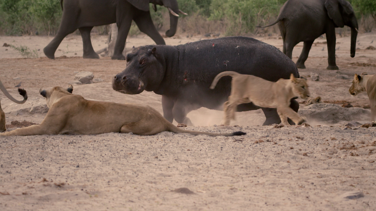 Con hà mã mắt "long sòng sọc" tức giận vì bị cản bước. Con hà mã mắt "long sòng sọc" tức giận vì bị cản bước.