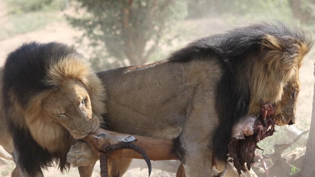 Màn tranh nhau thức ăn giữa hai con sư tử đực.