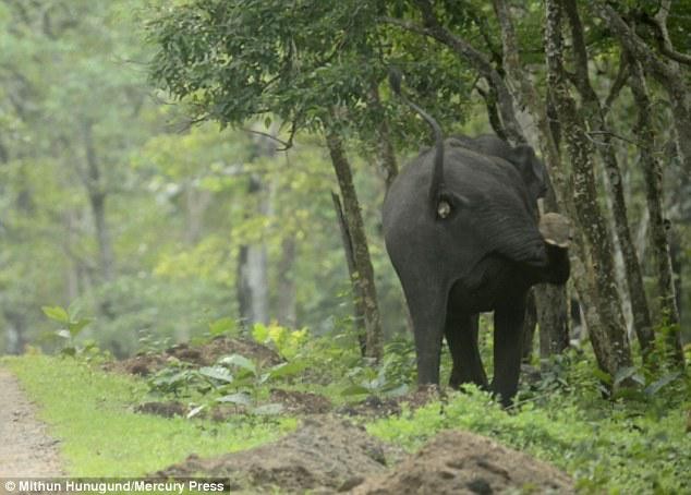 Con voi mẹ thậm chí còn đá bay một con sói lửa trong lúc tạo khoảng trống cho đồng đội. Con voi mẹ thậm chí còn đá bay một con sói lửa trong lúc tạo khoảng trống cho đồng đội.
