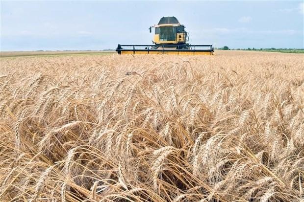 Máy gặt đập liên hợp hoạt động trên cánh đồng lúa mì ở Mala Dyvitsya, Ukraine. (Ảnh: AFP/TTXVN). Máy gặt đập liên hợp hoạt động trên cánh đồng lúa mì ở Mala Dyvitsya, Ukraine. (Ảnh: AFP/TTXVN).