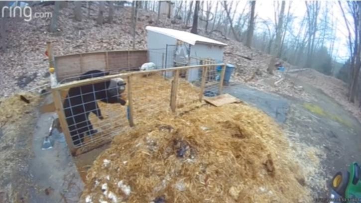 Con gấu đen bị dồn vào thế chân tường.