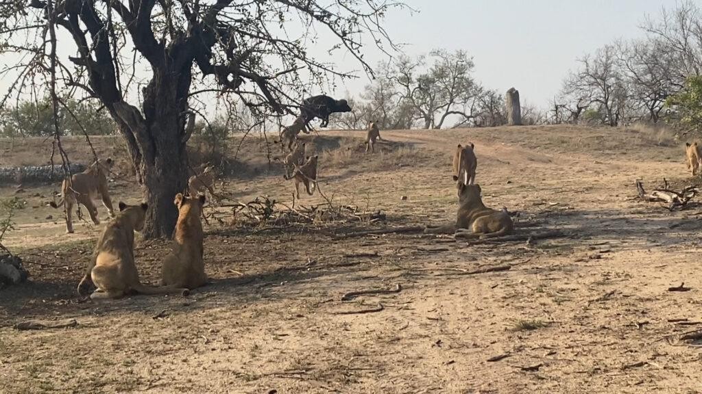Bước ngoặt khiến con trâu rừng phải trả giá bằng chính mạng sống của nó. Bước ngoặt khiến con trâu rừng phải trả giá bằng chính mạng sống của nó.