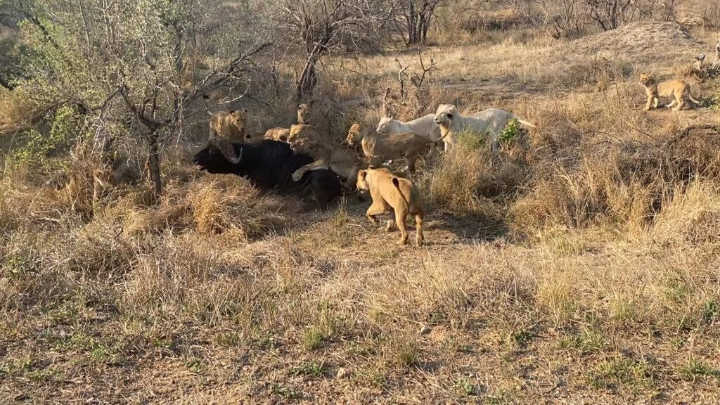 Cái kết của sự dũng cảm nhưng hơi thiếu thông minh... Cái kết của sự dũng cảm nhưng hơi thiếu thông minh...