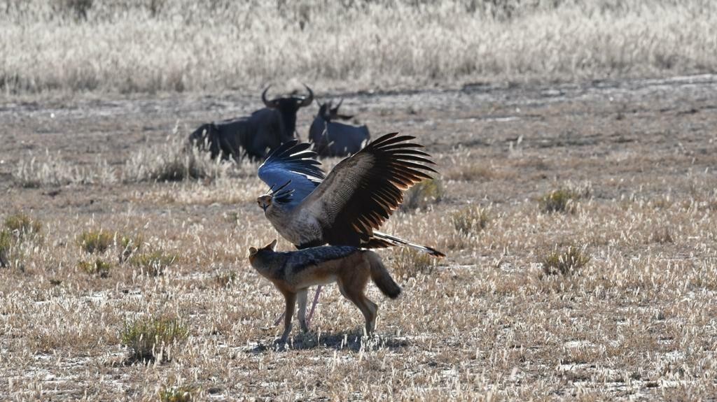 Con chim "đè đầu cưỡi cổ" chú chó tội nghiệp. Con chim "đè đầu cưỡi cổ" chú chó tội nghiệp.
