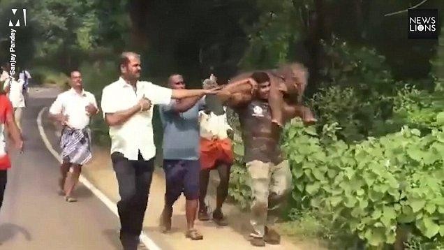 Palanichamy bế con voi lên vai để đưa về gặp mẹ nó.