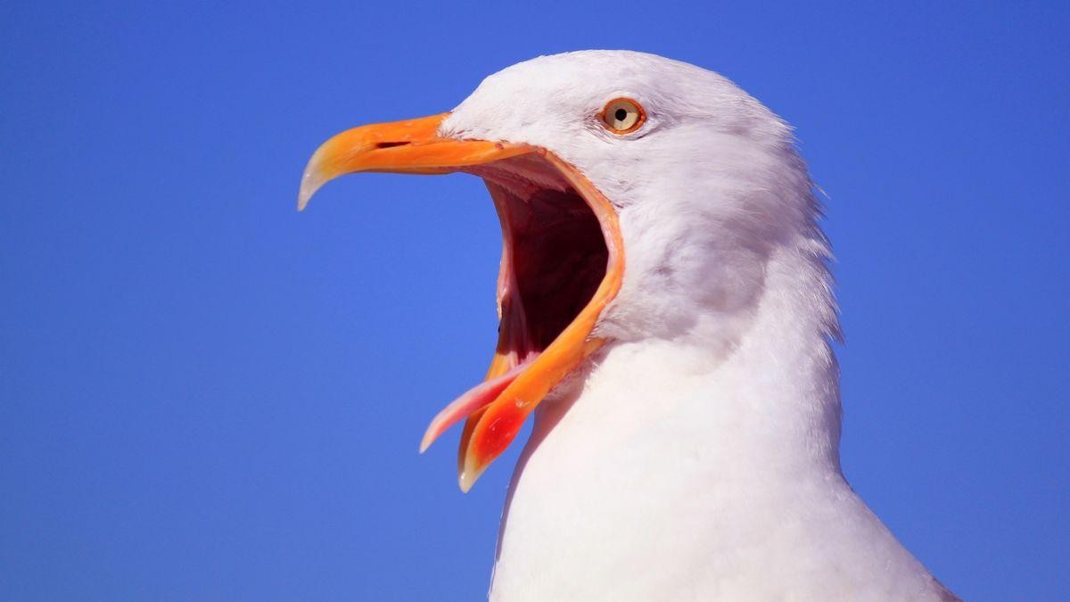 Mòng biển có phải là thiết bị bay không người lái của người ngoài Trái đất? Mòng biển có phải là thiết bị bay không người lái của người ngoài Trái đất?