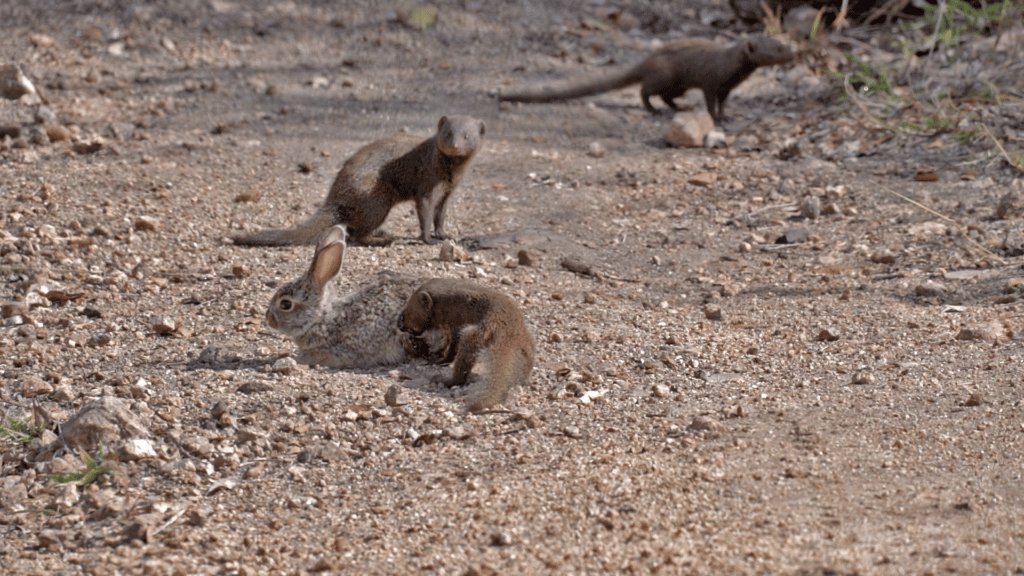 Cả đàn mangut bao vây con thỏ tội nghiệp. Cả đàn mangut bao vây con thỏ tội nghiệp.