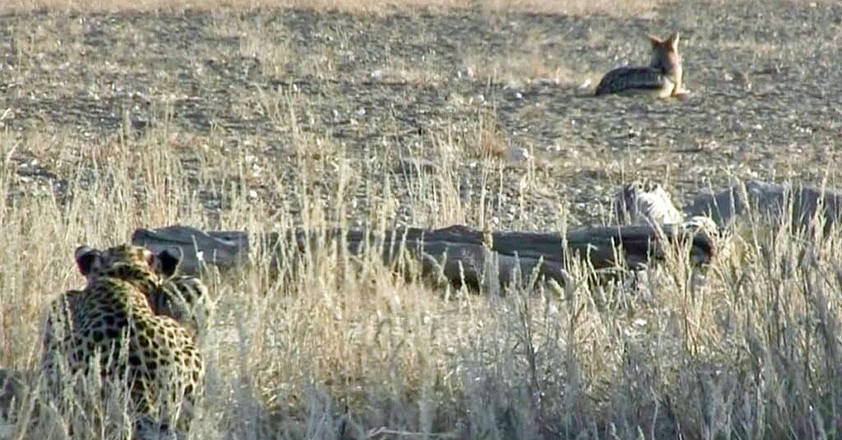 Báo Olebeli rình rập cặp đôi chó rừng.