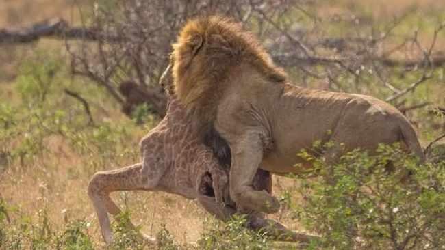 Sự xuất hiện của sư tử đực đã khiến cục diện của trận đấu thay đổi. Sự xuất hiện của sư tử đực đã khiến cục diện của trận đấu thay đổi.