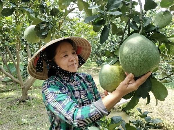 Nông dân Bến Tre thu hoạch bưởi da xanh. (Ảnh: Công Trí/TTXVN). Nông dân Bến Tre thu hoạch bưởi da xanh. (Ảnh: Công Trí/TTXVN).