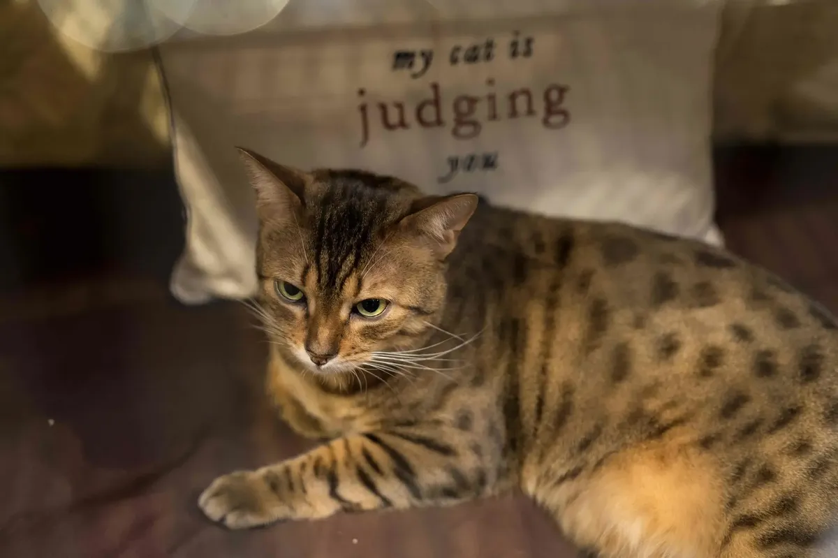 Những ác cảm về việc loài mèo không quan tâm hay lười tương tác với con người có lẽ đã đến lúc cần phải chấm dứt. Những ác cảm về việc loài mèo không quan tâm hay lười tương tác với con người có lẽ đã đến lúc cần phải chấm dứt.