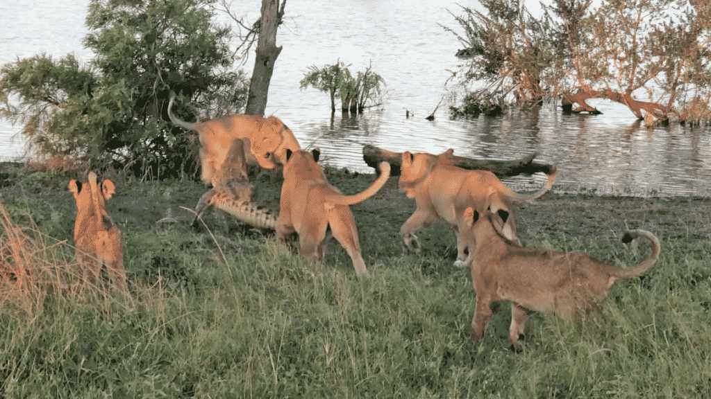 Thái độ trêu ghẹo của đàn sư tử đã khiến cá sấu nổi giận.