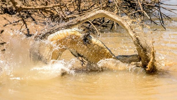 Mặc dù là kẻ chủ động tấn công, tuy nhiên con cá sấu vẫn gặp phải vô vàn khó khăn. Mặc dù là kẻ chủ động tấn công, tuy nhiên con cá sấu vẫn gặp phải vô vàn khó khăn.