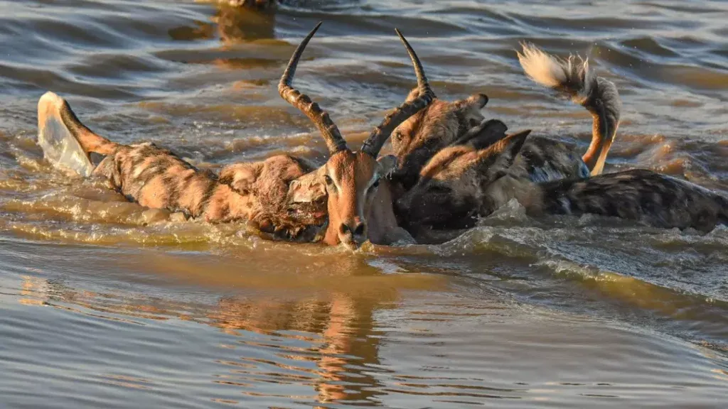 Con linh dương bị lùa bơi đến gần con đập. Con linh dương bị lùa bơi đến gần con đập.
