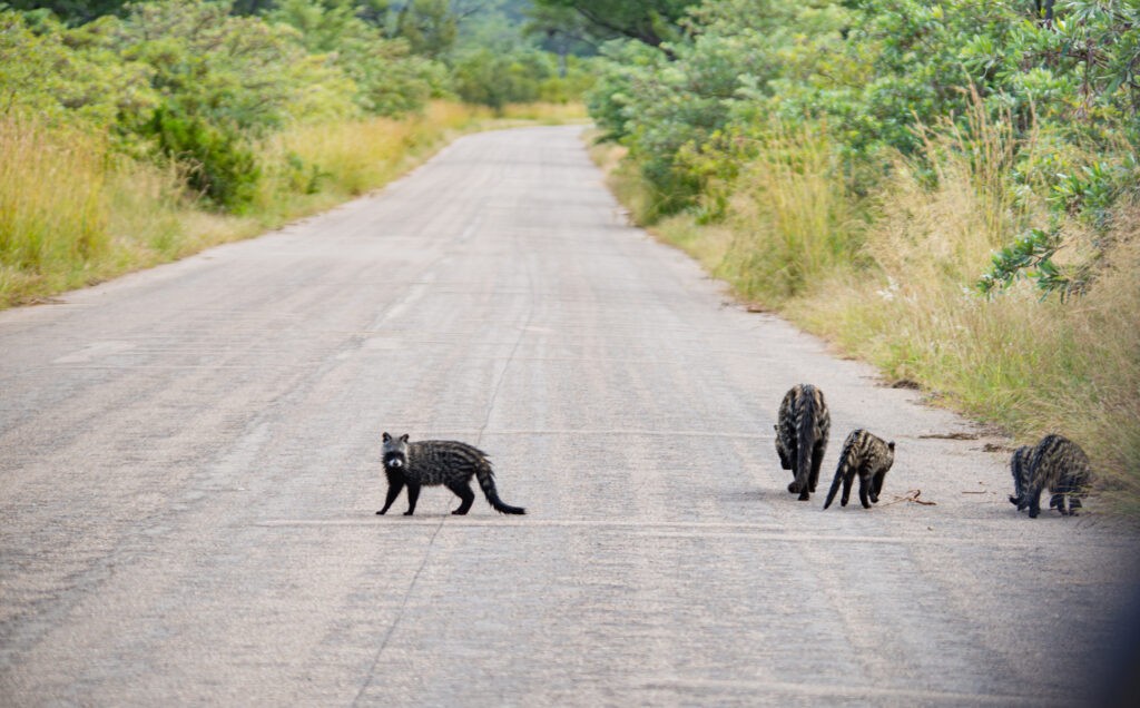 Cầy hương con tò mò trước sự xuất hiện của người lạ. Cầy hương con tò mò trước sự xuất hiện của người lạ.