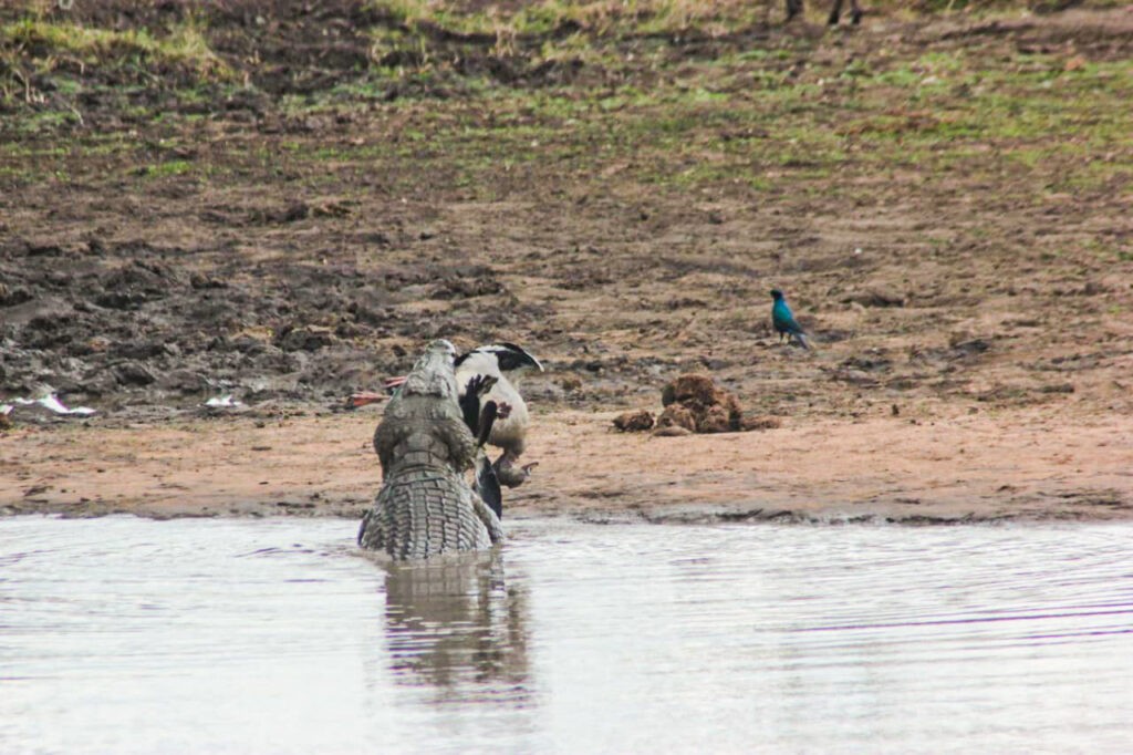 Nó quay vài vòng để quật ngã con ngỗng. Nó quay vài vòng để quật ngã con ngỗng.
