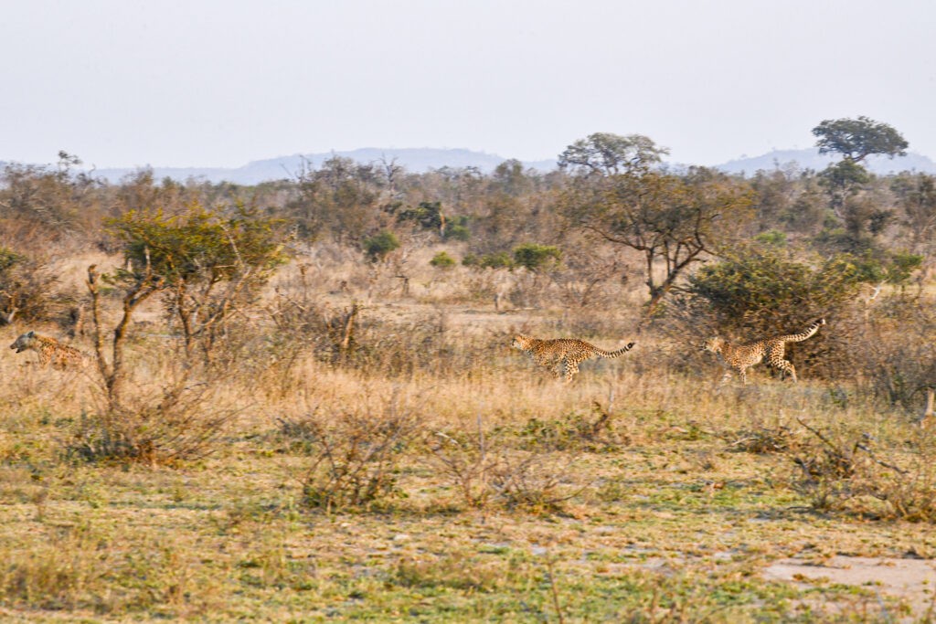 Tuy nhiên, vào ngày đẹp trời hôm đó, thần may mắn đã đứng về phía linh cẩu. Tuy nhiên, vào ngày đẹp trời hôm đó, thần may mắn đã đứng về phía linh cẩu.