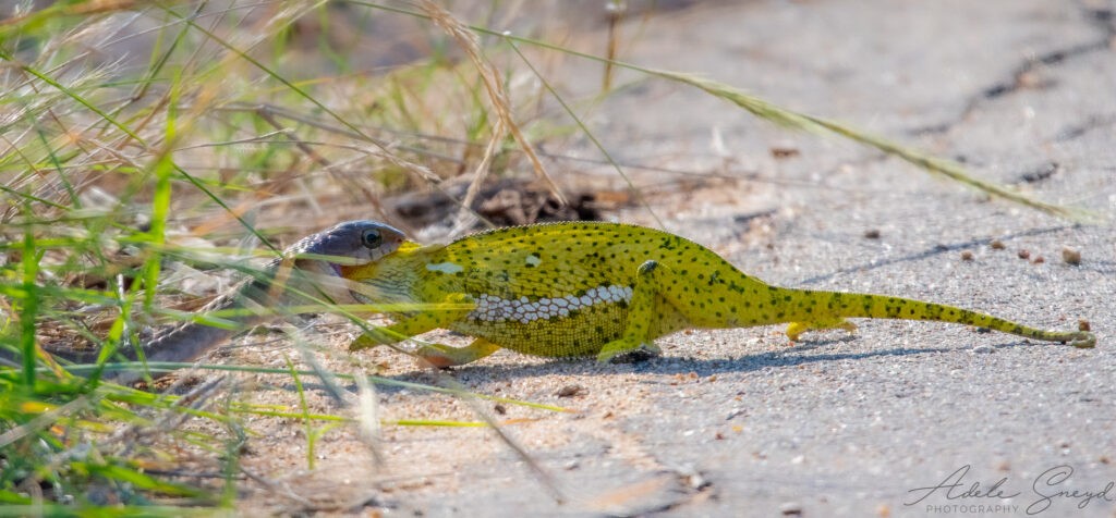 Và kéo con mồi vào trong bụi rậm cho tiện "hành xử". Và kéo con mồi vào trong bụi rậm cho tiện "hành xử".