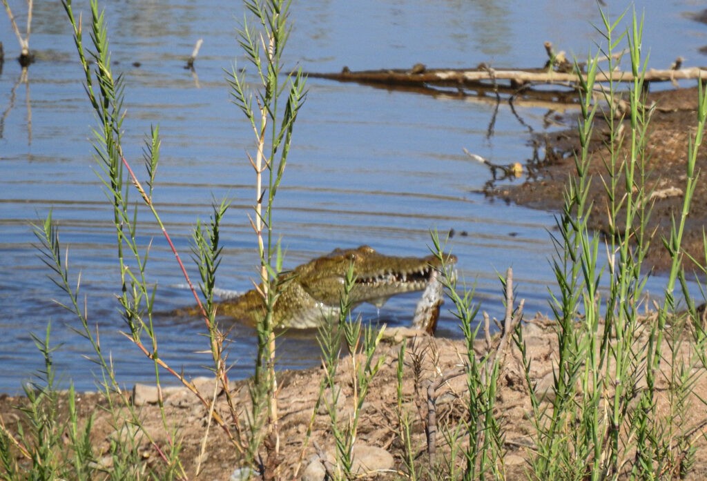 Mặc dù có bộ dạng hung tợn, nhưng cá sấu không phải là loài động vật sẵn sàng &quot;ăn tươi nuốt sống&quot; con mồi.
