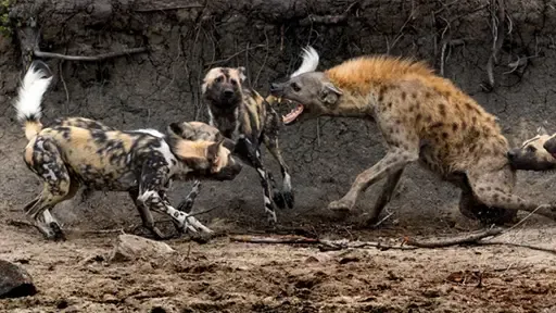 Là loài động vật mang nhiều tiếng xấu, tuy nhiên không thể phủ nhận thực lực và sức mạnh của linh cẩu. Là loài động vật mang nhiều tiếng xấu, tuy nhiên không thể phủ nhận thực lực và sức mạnh của linh cẩu.