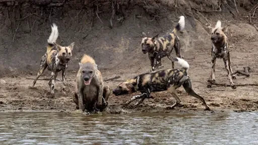 Quyết đoán mở con đường máu khiến đàn chó hoang phải chưng hửng, ngậm một nỗi căm hờn. Quyết đoán mở con đường máu khiến đàn chó hoang phải chưng hửng, ngậm một nỗi căm hờn.