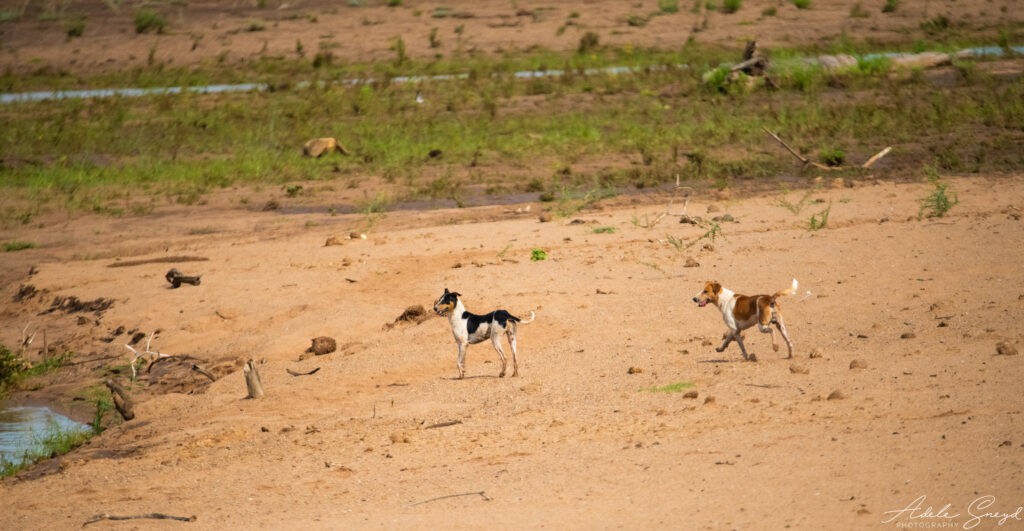 Không phải chó hoang mà đây là đàn chó nhà được những kẻ vô ý thức đem vào Công viên Quốc gia Kruger, Nam Phi. Ảnh: Adele Sneyd. Không phải chó hoang mà đây là đàn chó nhà được những kẻ vô ý thức đem vào Công viên Quốc gia Kruger, Nam Phi. Ảnh: Adele Sneyd.