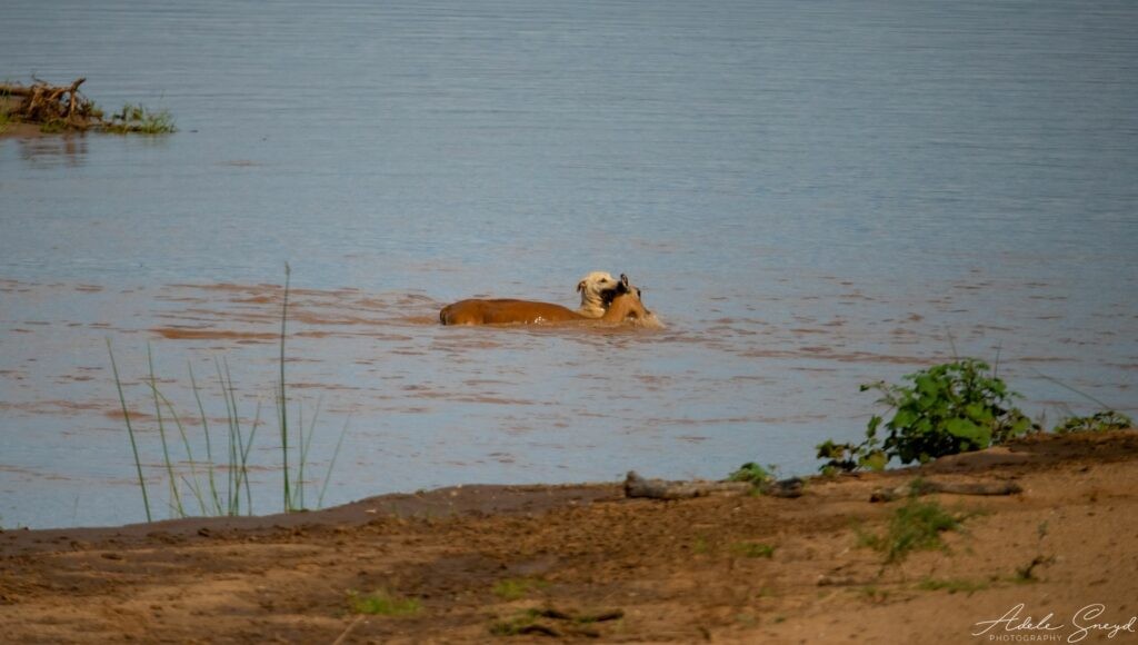 Đàn chó nhà truy đuổi linh dương impala xuống tận bờ sông. Ảnh: Adele Sneyd. Đàn chó nhà truy đuổi linh dương impala xuống tận bờ sông. Ảnh: Adele Sneyd.