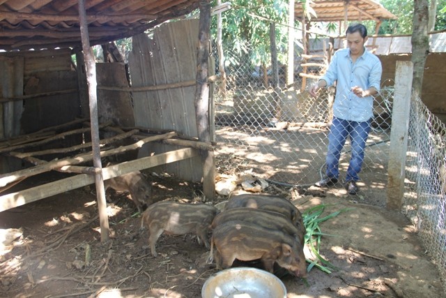 Cử nhân đại học về quê nuôi chồn, trồng tiêu, thu nhập trăm triệu ảnh 3