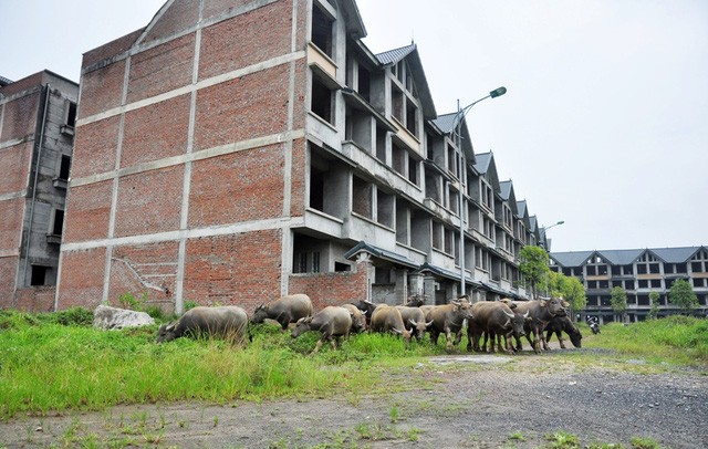 Kiếm trăm triệu nhờ nuôi trâu, thả bò… trong khu biệt thự bỏ hoang Kim Chung - Di Trạch ảnh 2