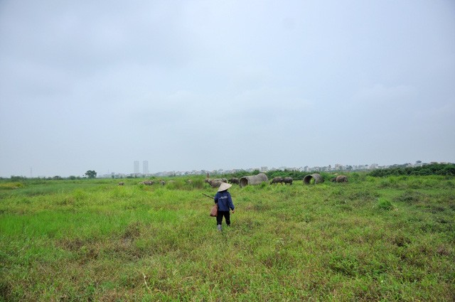 Kiếm trăm triệu nhờ nuôi trâu, thả bò… trong khu biệt thự bỏ hoang Kim Chung - Di Trạch ảnh 6