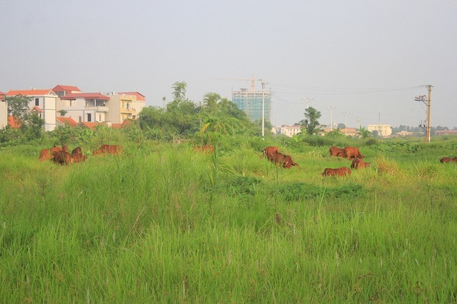 Kiếm trăm triệu nhờ nuôi trâu, thả bò… trong khu biệt thự bỏ hoang Kim Chung - Di Trạch ảnh 9
