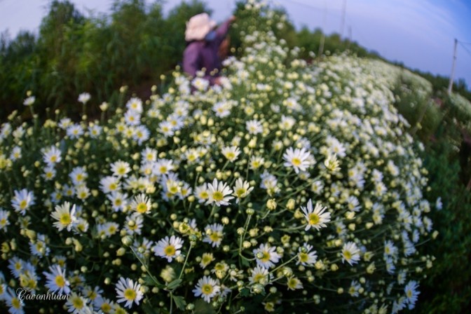 Cúc họa mi 'đón' mùa tinh khôi ảnh 2