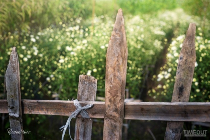 Cúc họa mi 'đón' mùa tinh khôi ảnh 13