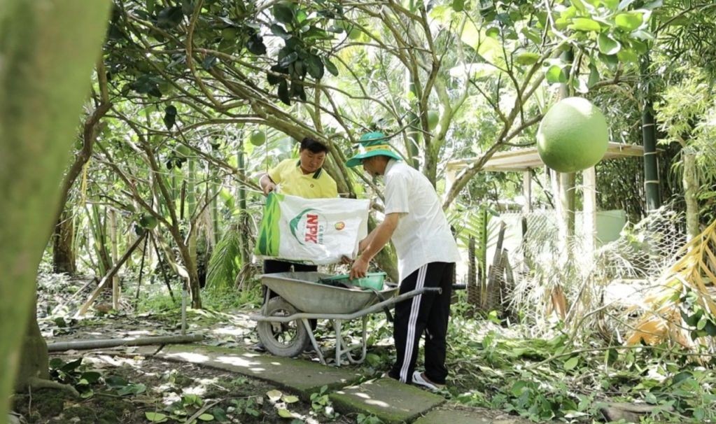 Cán bộ Phân bón Cà Mau luôn đồng hành cùng bà con trong từng giai đoạn phát triển của vườn cây