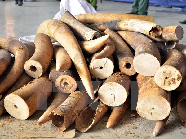 Truy tố nữ phiên dịch viên tiếng Trung kiêm nghề môi giới ngà voi ảnh 1 Truy tố nữ phiên dịch viên tiếng Trung kiêm nghề môi giới ngà voi ảnh 1