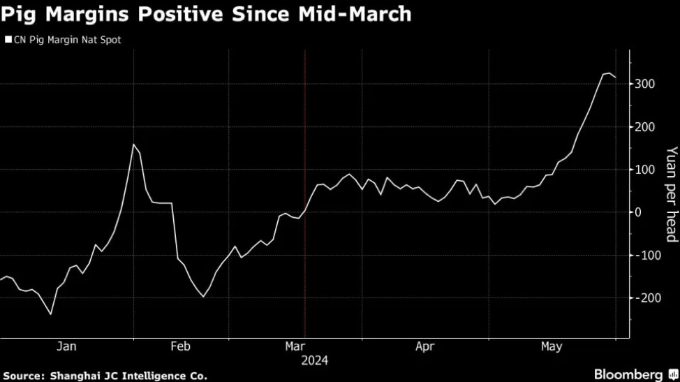 Biên lợi nhuận từ chăn nuôi lợn cải thiện Biên lợi nhuận từ chăn nuôi lợn cải thiện