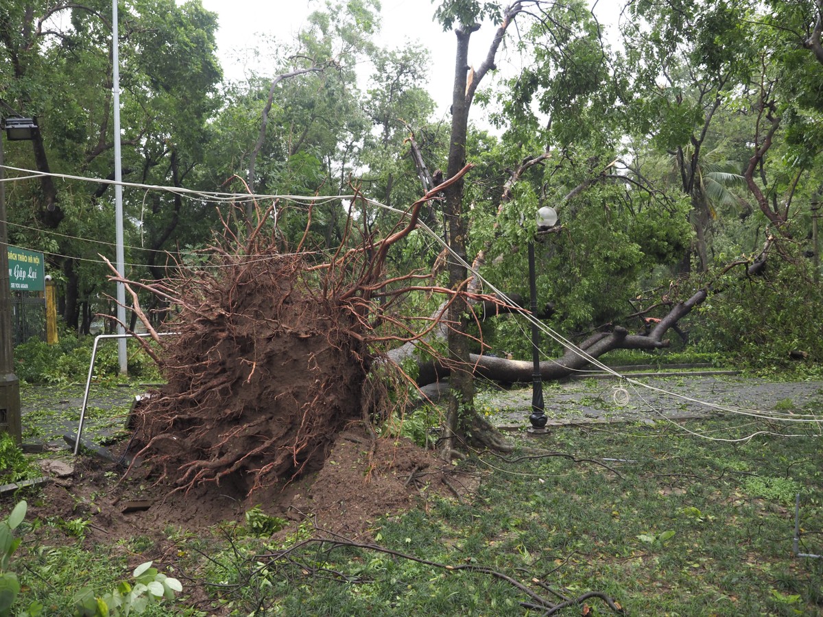 Cây bật gốc làm đứt dây điện trong Công viên Bách Thảo trên đường Mai Xuân Thưởng Cây bật gốc làm đứt dây điện trong Công viên Bách Thảo trên đường Mai Xuân Thưởng