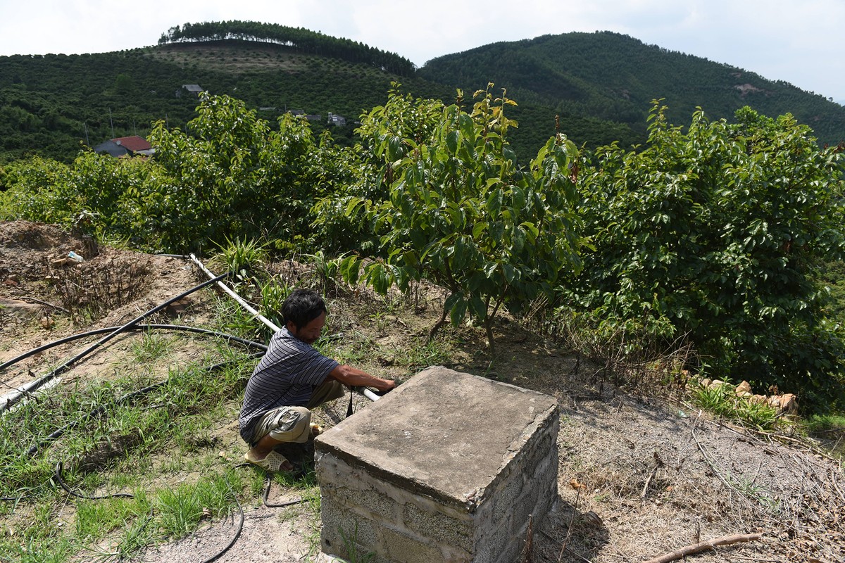 Lần đầu tiên, 600 tấn vải thiều Bắc Giang xuất khẩu thành công sang Nhật Bản  ảnh 10