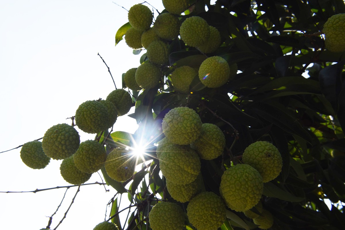 Lần đầu tiên, 600 tấn vải thiều Bắc Giang xuất khẩu thành công sang Nhật Bản  ảnh 9