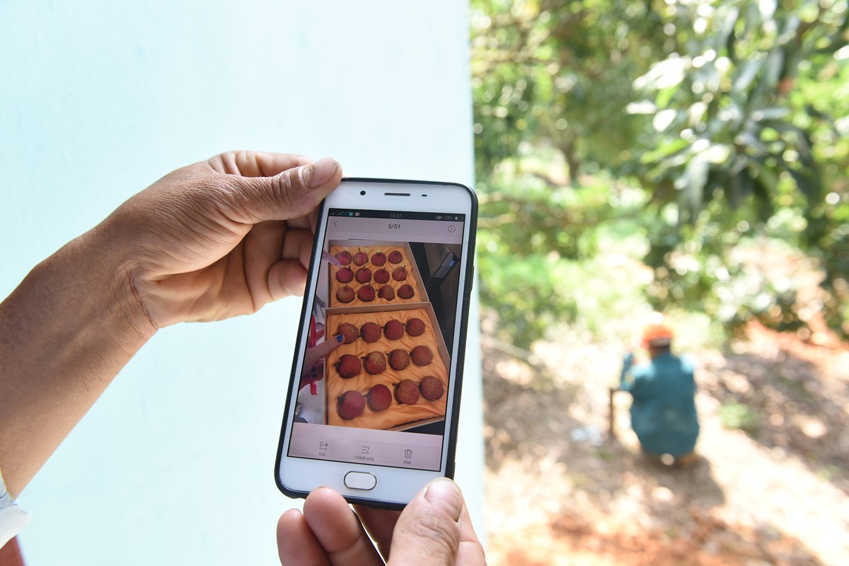 Lần đầu tiên, 600 tấn vải thiều Bắc Giang xuất khẩu thành công sang Nhật Bản  ảnh 12