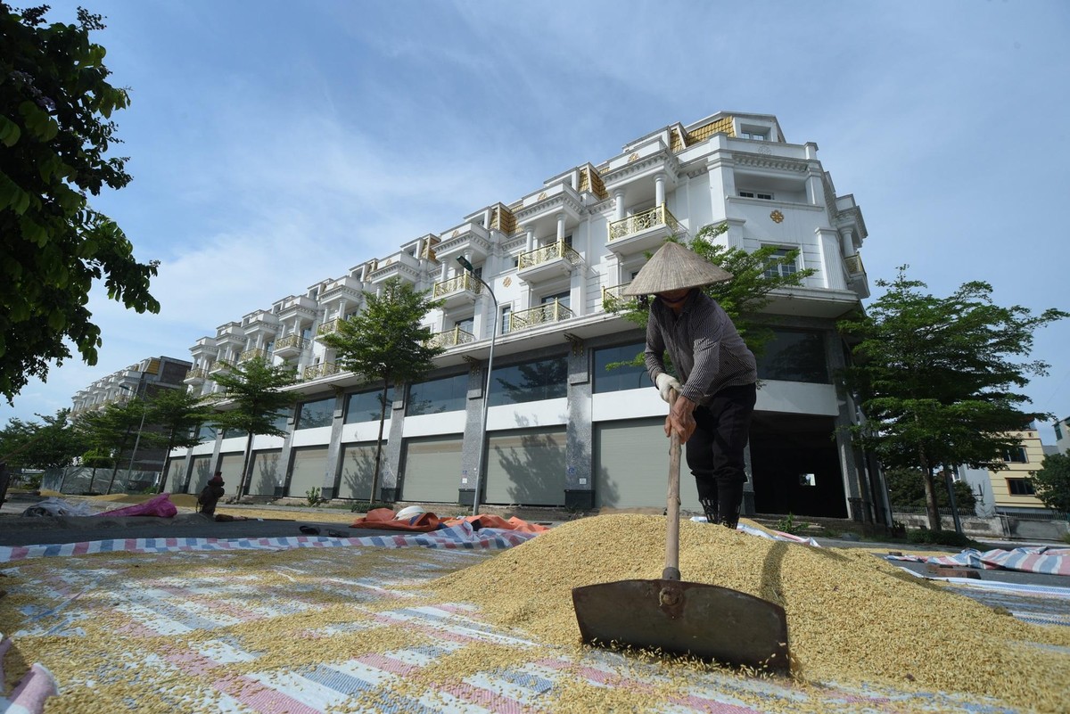 &quot;Nhà trong làng bây giờ nhỏ lắm, không còn đất để phơi thóc nữa. Khu vực này trống trải, rộng rãi nên chúng tôi mang thóc ra đây phơi không ai ngăn cản gì. May mắn quá&quot; ông Thụ cho biết thêm.