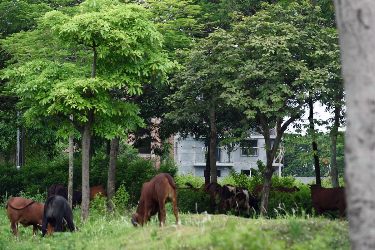 Tại khu đô thị Hà Phong, nhiều căn nhà xây thô đang bị bỏ hoang không bóng dáng người ở. Đa số diện tích đất trong dự án này hiện nay là đất bỏ hoang, cỏ mọc um tùm, một số nơi đang là chỗ chăn thả bò. Tại khu đô thị Hà Phong, nhiều căn nhà xây thô đang bị bỏ hoang không bóng dáng người ở. Đa số diện tích đất trong dự án này hiện nay là đất bỏ hoang, cỏ mọc um tùm, một số nơi đang là chỗ chăn thả bò.