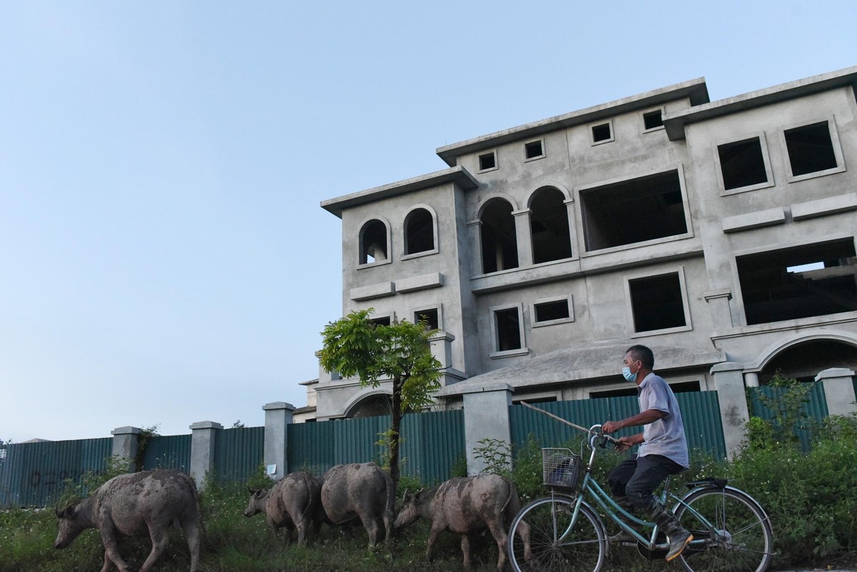 Khuôn viên bên ngoài các căn biệt thự cỏ mọc um tùm nên đã trở thành nơi chăn thả trâu bò của người dân quanh đây.