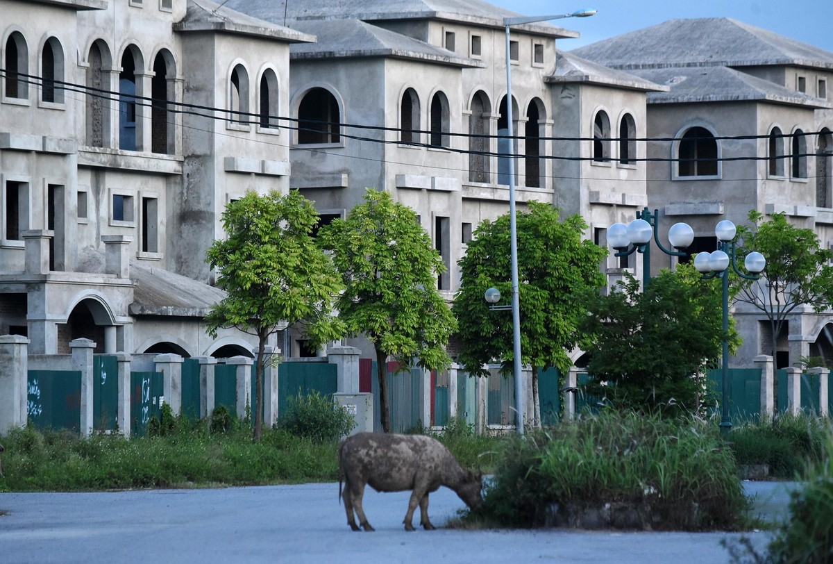 Đàn trâu di chuyển khắp nơi trong khu đô thị vắng bóng người.