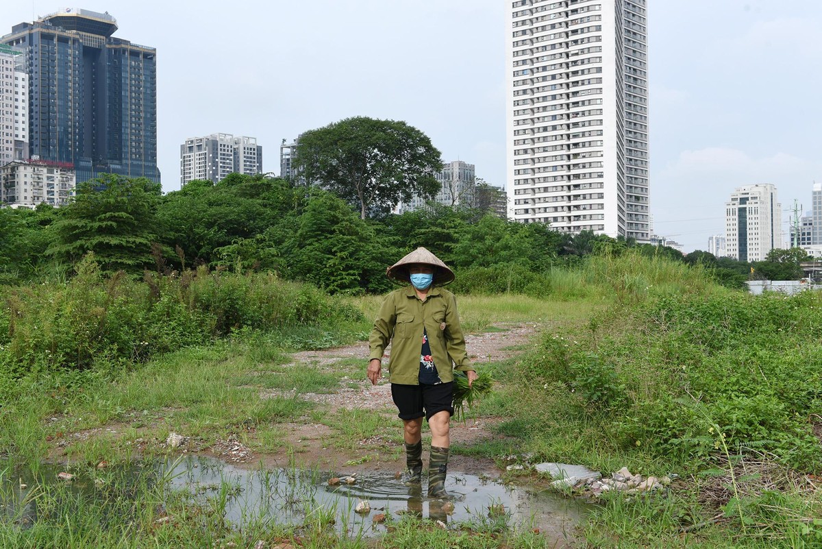 Theo người dân gần đó, trước khi được điều chỉnh công năng khu đất đã bị bỏ hoang từ hàng chục năm nay. Nhiều người tận dụng khu đất bỏ hoang để trồng rau và nuôi gà.